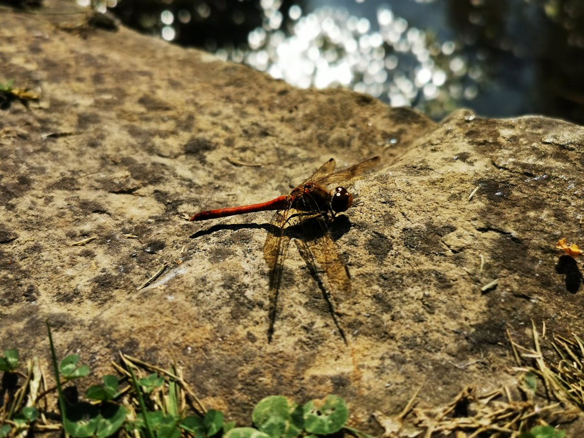 Phoenixclark41's tweet image. #CambridgeBioblitz2020