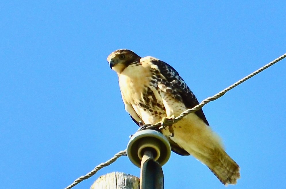 jodyboots's tweet image. Hawk sits and waits
Tiny movements sensed-
Mice #absquatulate 
In his crosshairs hence.

Aloft, #Hawk dives
Down towards his prey,
Fearing for their lives
It may be their last day.

#vss365 #writing #poetrycommunity #nikonphotography #birdphotography #ThinkBIGSundayWithMarsha