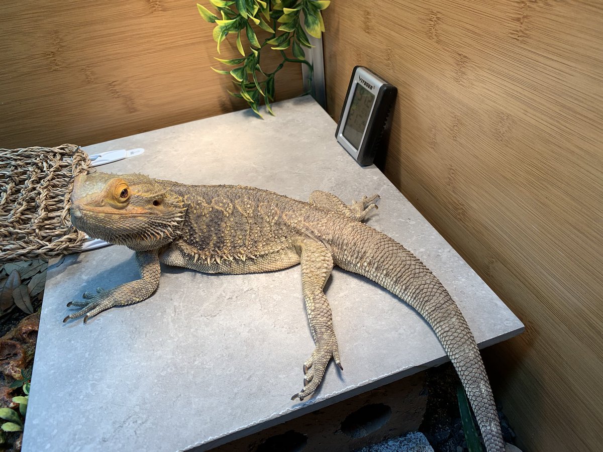 dragon_marley's tweet photo. M’leggie  #beardeddragon #lizard #reptile #sexyleg #basking https://t.co/rpsuT0gb5H