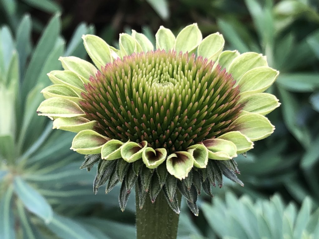 BorderGardener's tweet photo. Echinacea Green Twister gaining a bit of colour. #gardening #summervibes #SundayFunday https://t.co/RyaDczR50l