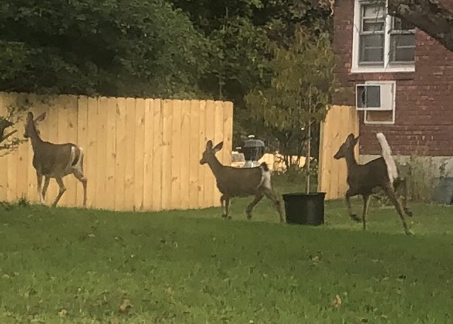 Three visitors in the neighborhood this morning.