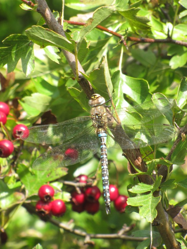 greenbeltsal's tweet image. #Dragonflies were dancing on the breeze catching disturbed flies over the #BeanFields yesterday  @Farmland_Nature @YorksWildlife 
A few were having a breather
