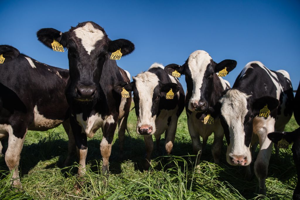 Those manufactured goods are a far more profitable business for most dairy processors.Fresh milk requires fiendishly complex supply chains capable of delivering consumers a highly perishable product from living animals  http://bloom.bg/2FL3DJ7 