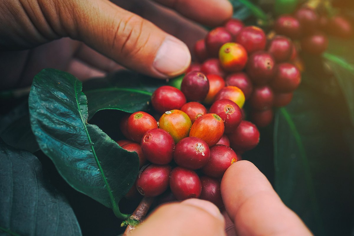 ecroporigin's tweet photo. Helping Coffee farmers  increase yields, improve quality and raise profits. 
https://t.co/SxjJT9SdmY
#coffee #specialtycoffee #agriculturetechnology #agricultureandfarming #coffeefarming #ecroporigin #agriculturadigital #sustainablecoffee #agriculturtech https://t.co/Y7IHtFDndw