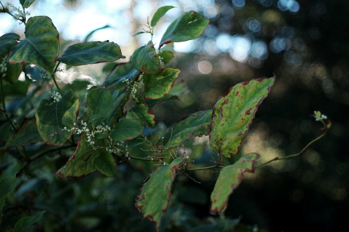3_qrx's tweet photo. @sounds_g00d The #old #Nikon NIKKOR-H Auto 50mm f/2 from 1964 in my view still is an underestimated lens. 
The 3 pictures here were taken today at an APC sensor
[click to see in original format]
#photography #bokeh #microcontrast #primelenses #manualfocus https://t.co/tIQT2sHxD6