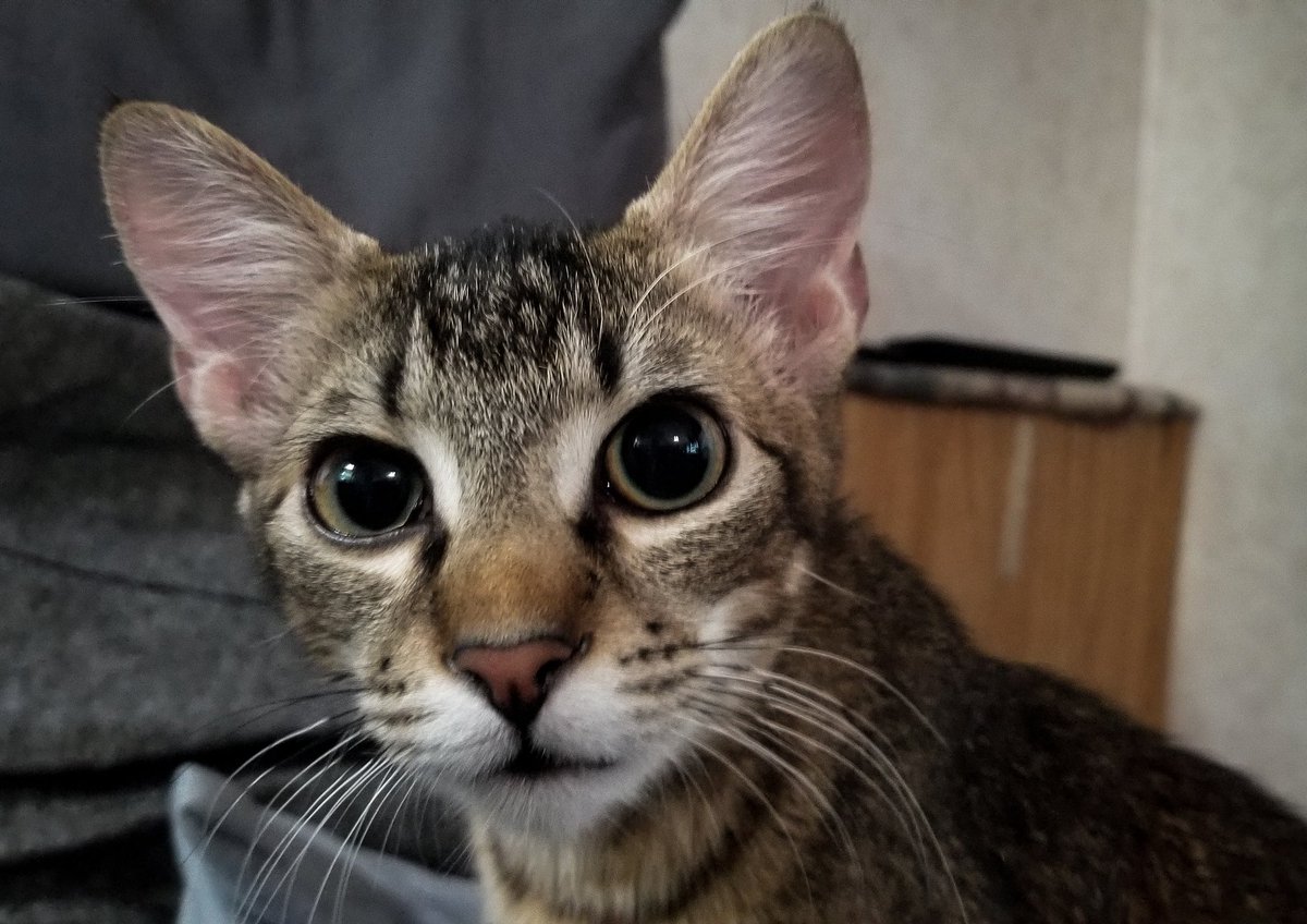 BrucetheBatCat's tweet image. Myself and, my buddy @CagetheDarkness, are working together with a few others on our, 501c applied for, Feline Cancer charity, Asia White's Feline Cancer Foundation. We want to help raise awareness for Cat Cancer! Lets fight Cancer together! #CatCancer #CancerSucks