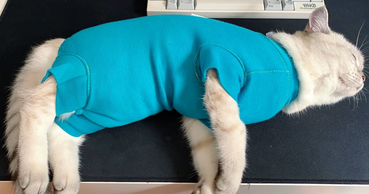 vetmedwear's tweet image. It's always great to take a break when you've been working too hard! Ash definitely feels it's time to take a break from work!⁠
.
.
#Cat #vetmedicine #felinesurgery