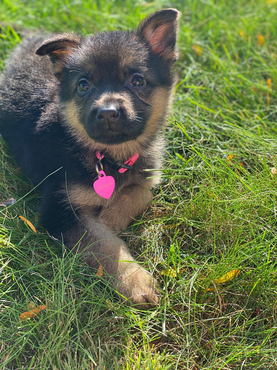 parmaarmorygsti's tweet photo. Welcome the newest member of the Parma Armory family...meet KIMBER!
#weenkend #dog #kimber #germanshepherd #pewpew #theparmaarmory #dogs #doglife #puppies #puppylove https://t.co/A4vYWZp7aH