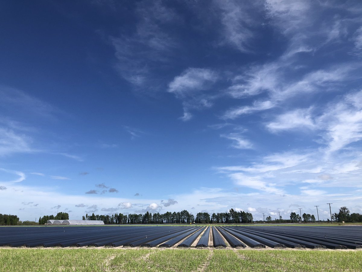 We’ll start planting our strawberry materials this week. I’ve planned early, played several scenarios in my head (even in my dreams) but I guess I will never be really prepared. My only hope is that we finish this strong and safely. <a href="/UfBreeding/">UF/IFAS Strawberry Breeding Program</a>, let’s do this! 😊