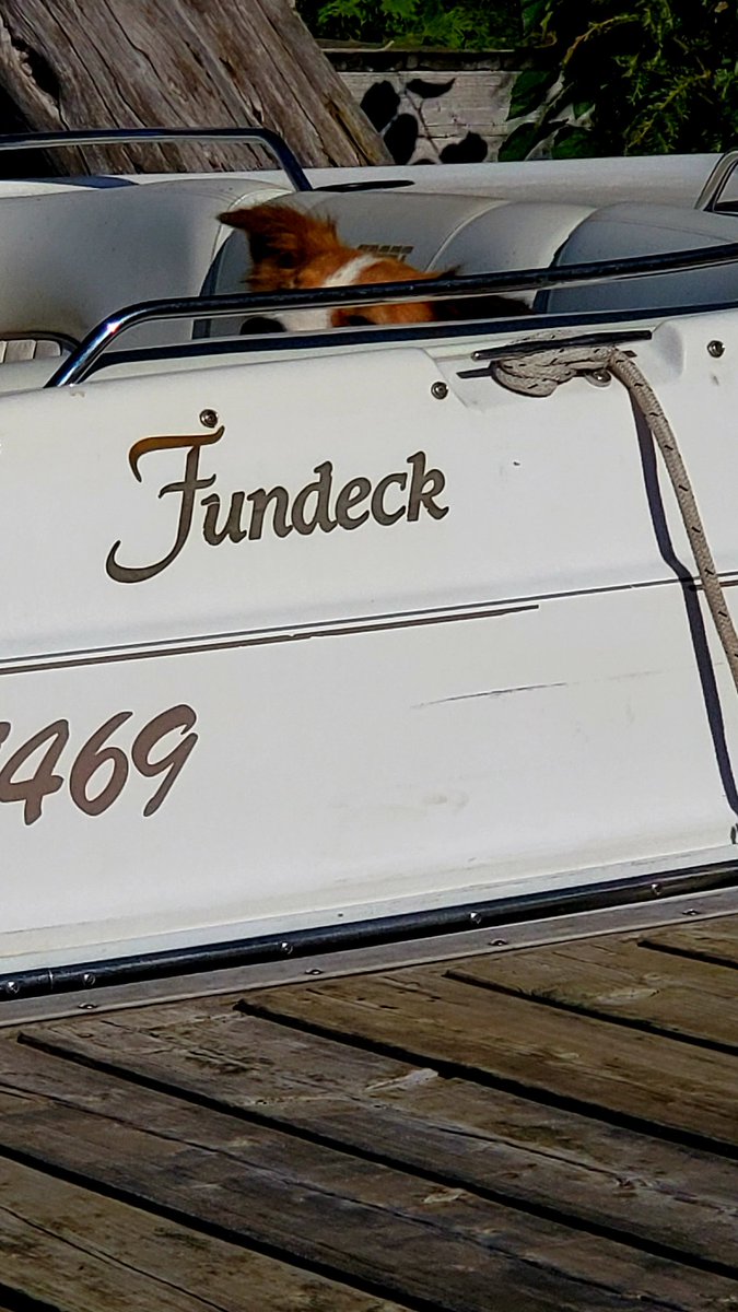 ThEurosniper's tweet image. When your spoiled boat-dog absolutely refuses to get in the fishing boat... #firstworlddogproblems