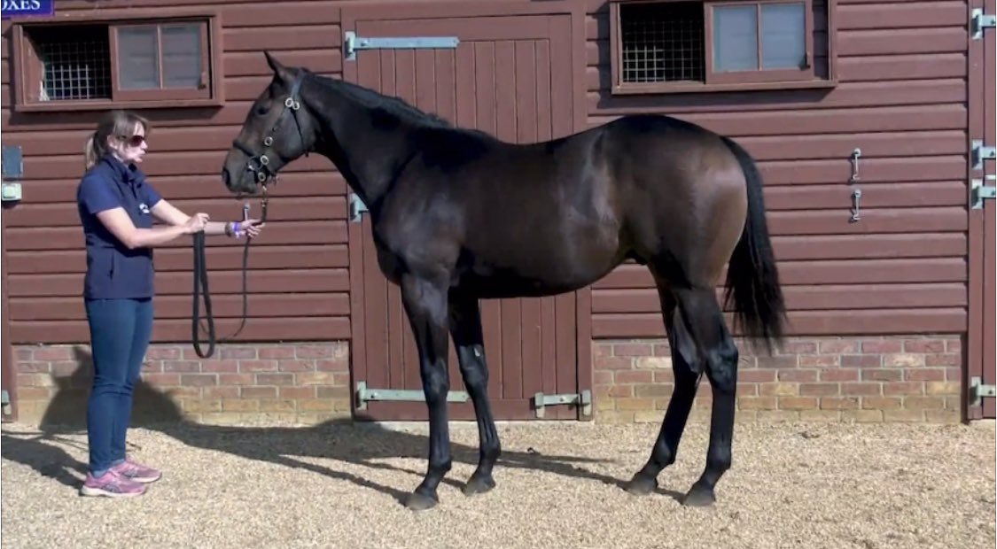 Best of luck to all involved with these guys. Lot 46 Adaay colt, Lot 186 Lawman filly and Lot 389 Fast Company colt. Thank you Michael Tallon for such a great job in prepping them for @tattsireland 🎥 credit @deburghproductions