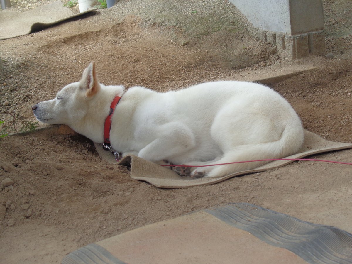 11 11 1 Pippi901 ミッレ ミリア 10 犬が吠えてる 南側の犬だった ぴっぴは玄関脇に落っこちてた 1 ぴっぴが起き上がって移動した 2 今度は土の上で寝てる 犬のいる暮らし 11 11 1 Pippi901 ミッレ ミリア 10 犬が吠えてる 南側の犬だった ぴっぴは玄関脇に落っこちてた 1 ぴっぴが起き上がって移動した 2 今度は土の上で寝てる 犬のいる暮らし