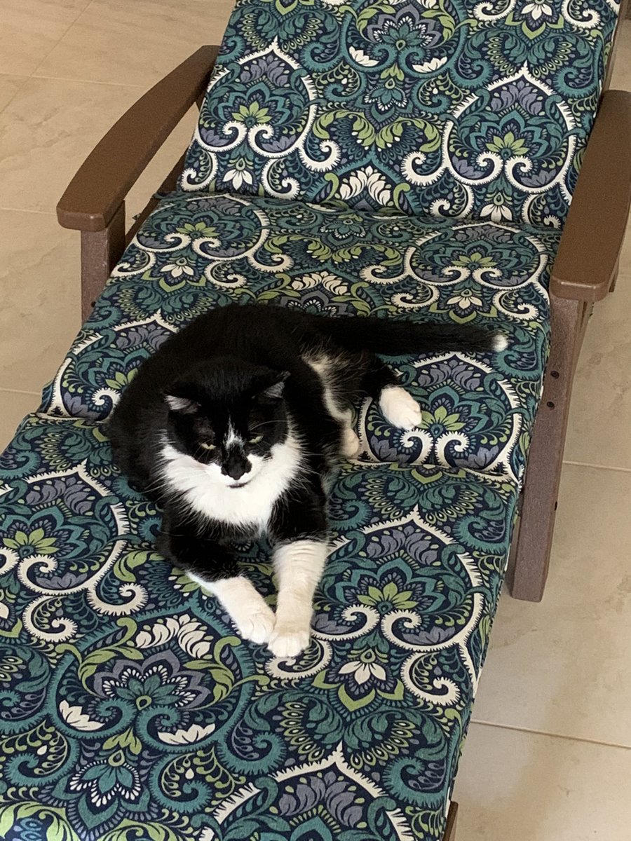 MaxieCat3's tweet photo. Mom got this new chaise lounge for the porch.  Every time she gets ready to put it out there, I decide it’s time for a nap.  It’s very comfy! https://t.co/EbvMrSb5qW