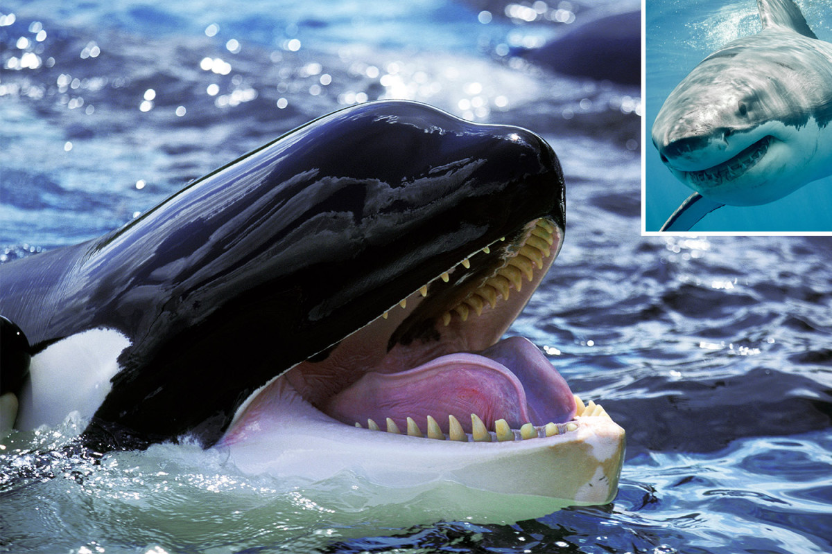 nypost's tweet photo. Orcas are 'ripping open' great white sharks for their livers, hearts and testicles https://t.co/XPLfZBtNEc https://t.co/qEySadqO6a