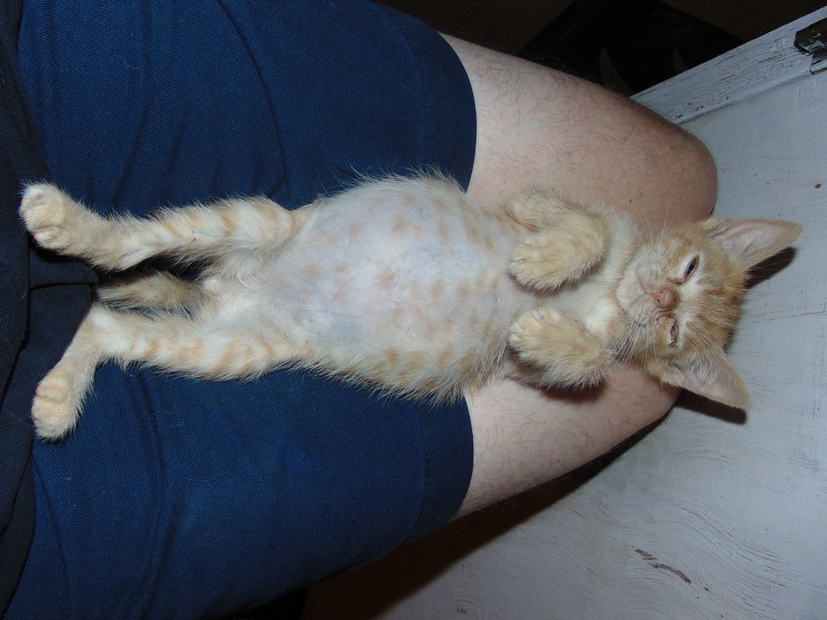 Kitten belly is full of cat food.