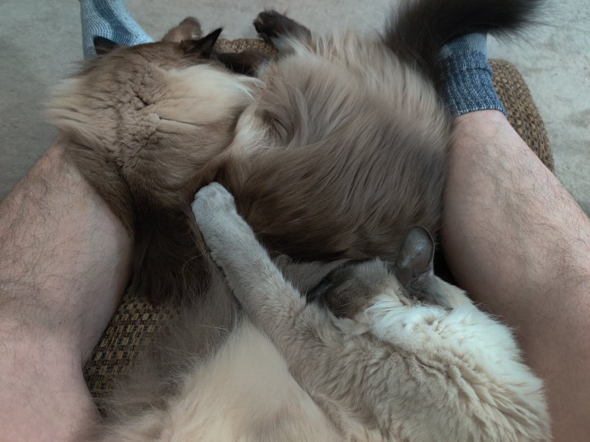 BrianXTMO's tweet photo. After a weekend away, the boys are happy I'm home. (I think π€) Watching @SNFonNBC and @Seahawks! #GoHawks #CatsOfTwitter #cats #TeamRagnar #TeamCairo https://t.co/6ECLb3Aa5j