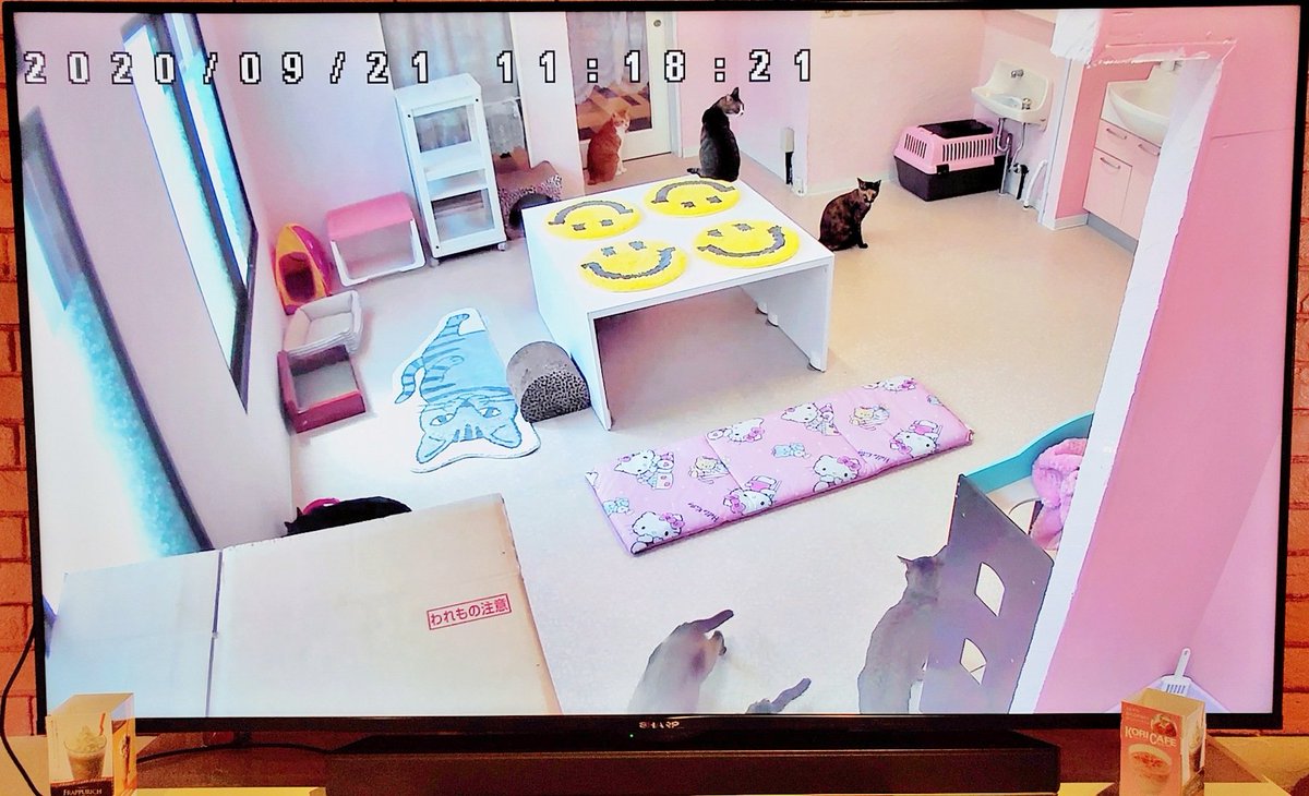 YouCafe6's tweet photo. こんにちは！

本日も、子猫2頭を含んだ9頭の保護猫ちゃんが見られます🐱🐾
9月末を目安に保護猫ちゃんが見れなくなる予定ですので、会ってみたい方はお早めにご来店くださいませ☺

#YouCafe #福岡 https://t.co/UoxQquYB8s