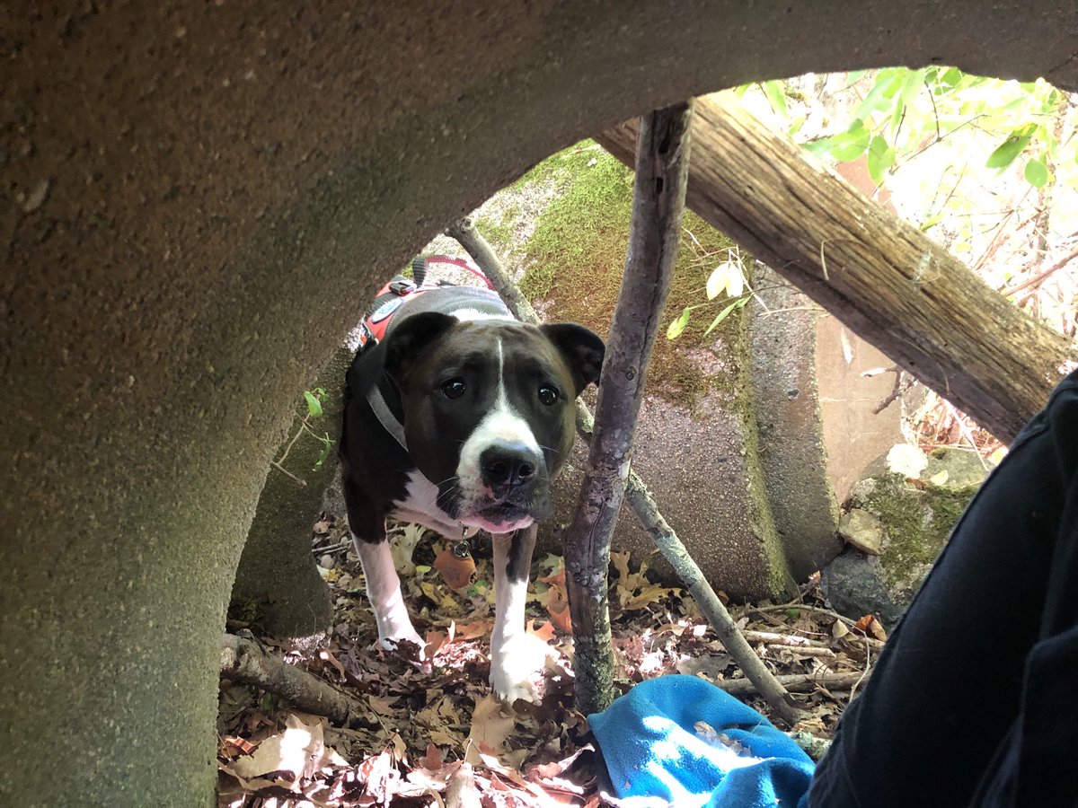 xperiement's tweet photo. I spent the morning hiding inside a concrete pipe in the woods to be a #dogbody for search and rescue teams. It’s always interesting to see how they work a scent plume. | #K9 #SAR #gooddog #Searchandrescue https://t.co/X19LwZ0NPw