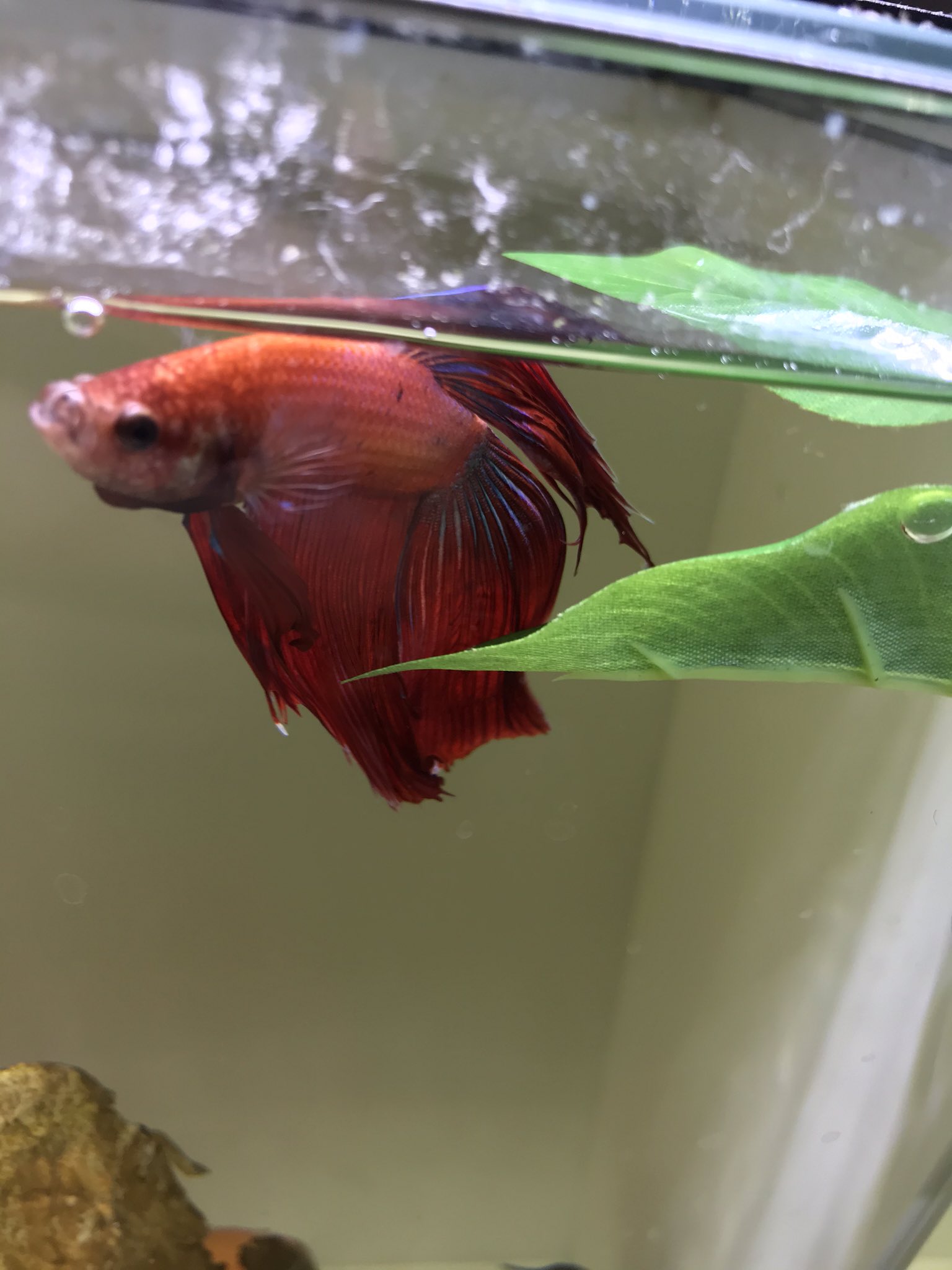 むてきまるちゃんねる Mutekimaru Channel 観察しててよく思うのですがベタってあくびしませんか 魚全般かもしれないけど こんな感じ T Co Ixnxvjoolc Twitter