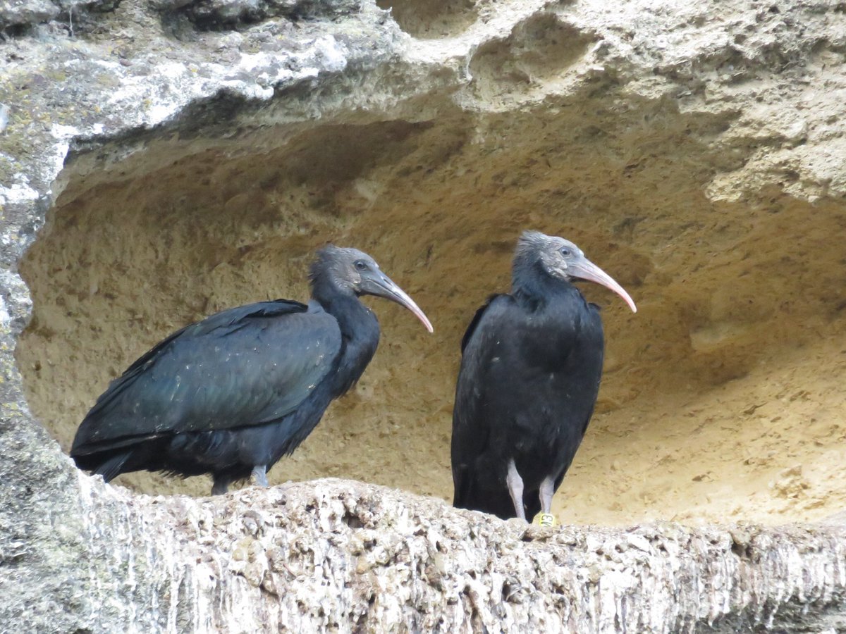 colinandjo1's tweet photo. #EndangeredBirdsWeekend - Northern Bald Ibis. ๐ฆ๐ https://t.co/oqz6DxfO1M