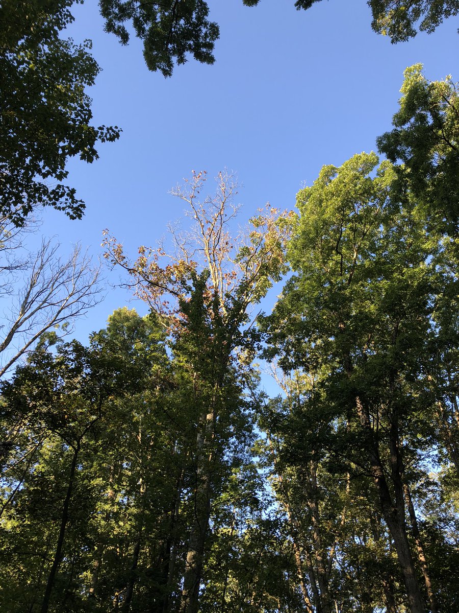 Thanks to everyone that helps make Greenbrier State Park such a wonderful place to camp, hike, boat swim. We’re lucky to live in such a terrific area with so much greenery to explore. Thank you  @MDStateParks!
