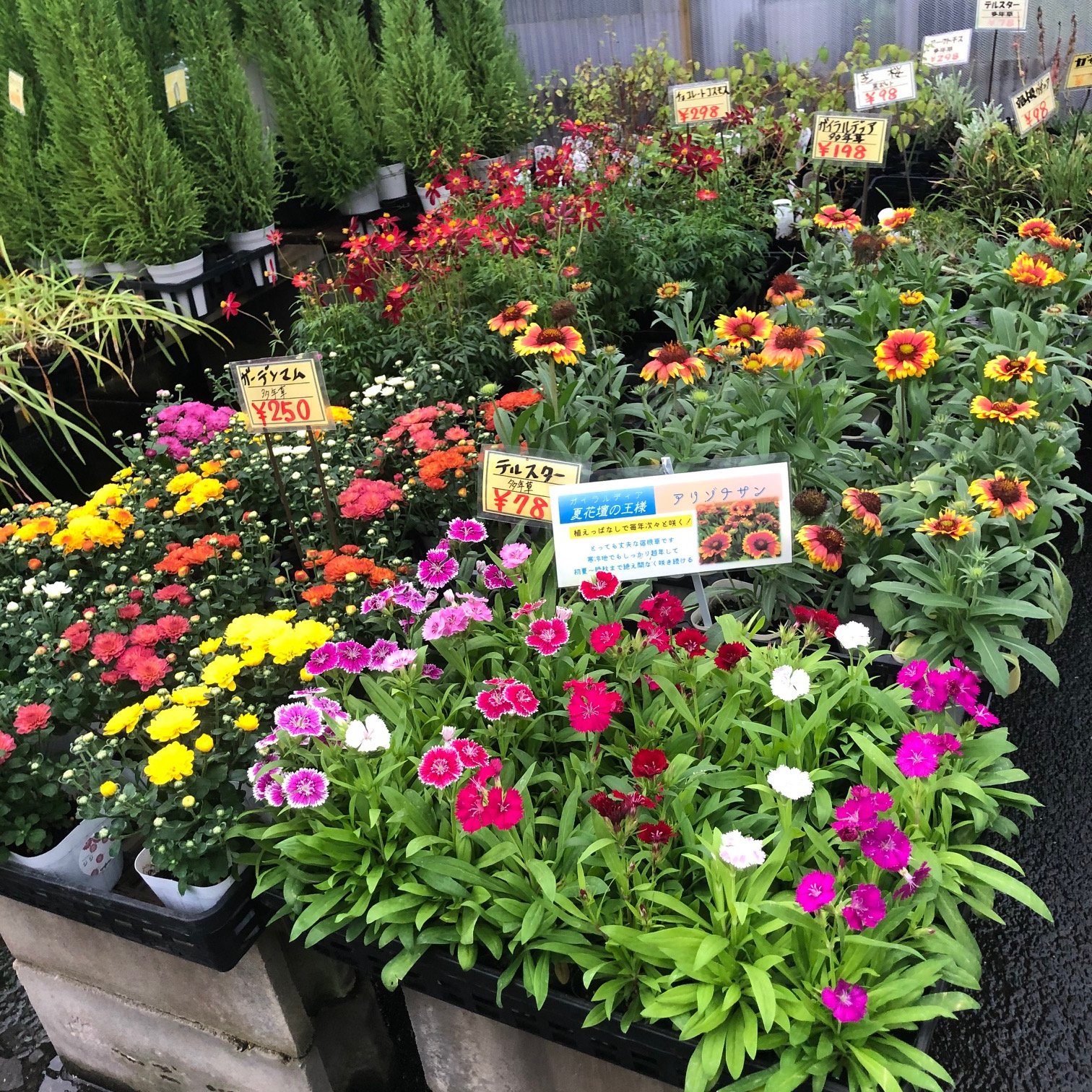 Tweets With Replies By 花じょう園 北九州の植木屋さん Kajoenjp Twitter