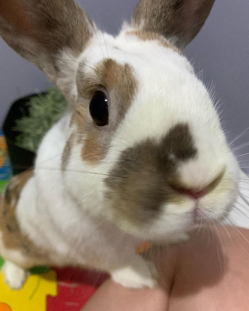 NationwidePet's tweet photo. Nervous about today? Eh, just play it by ear
#NWPetsEyeView https://t.co/ougFUq5wgY
