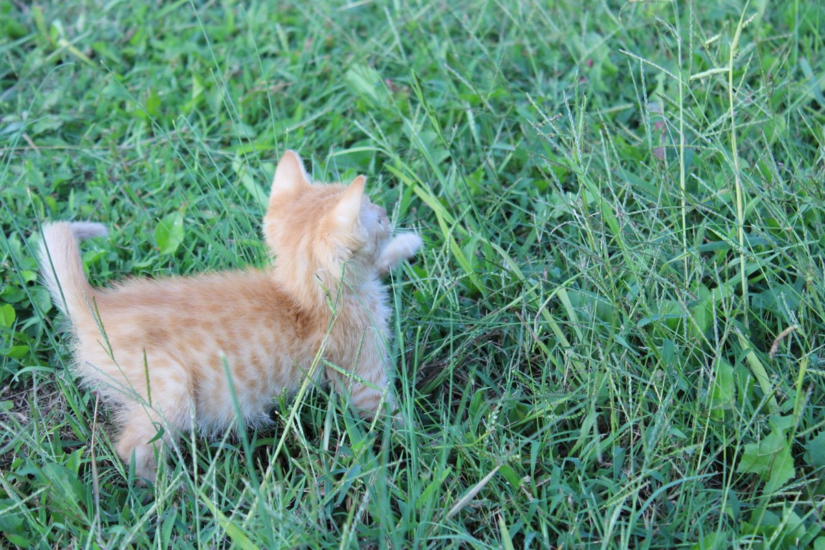 Wiggle explored the tall grass.