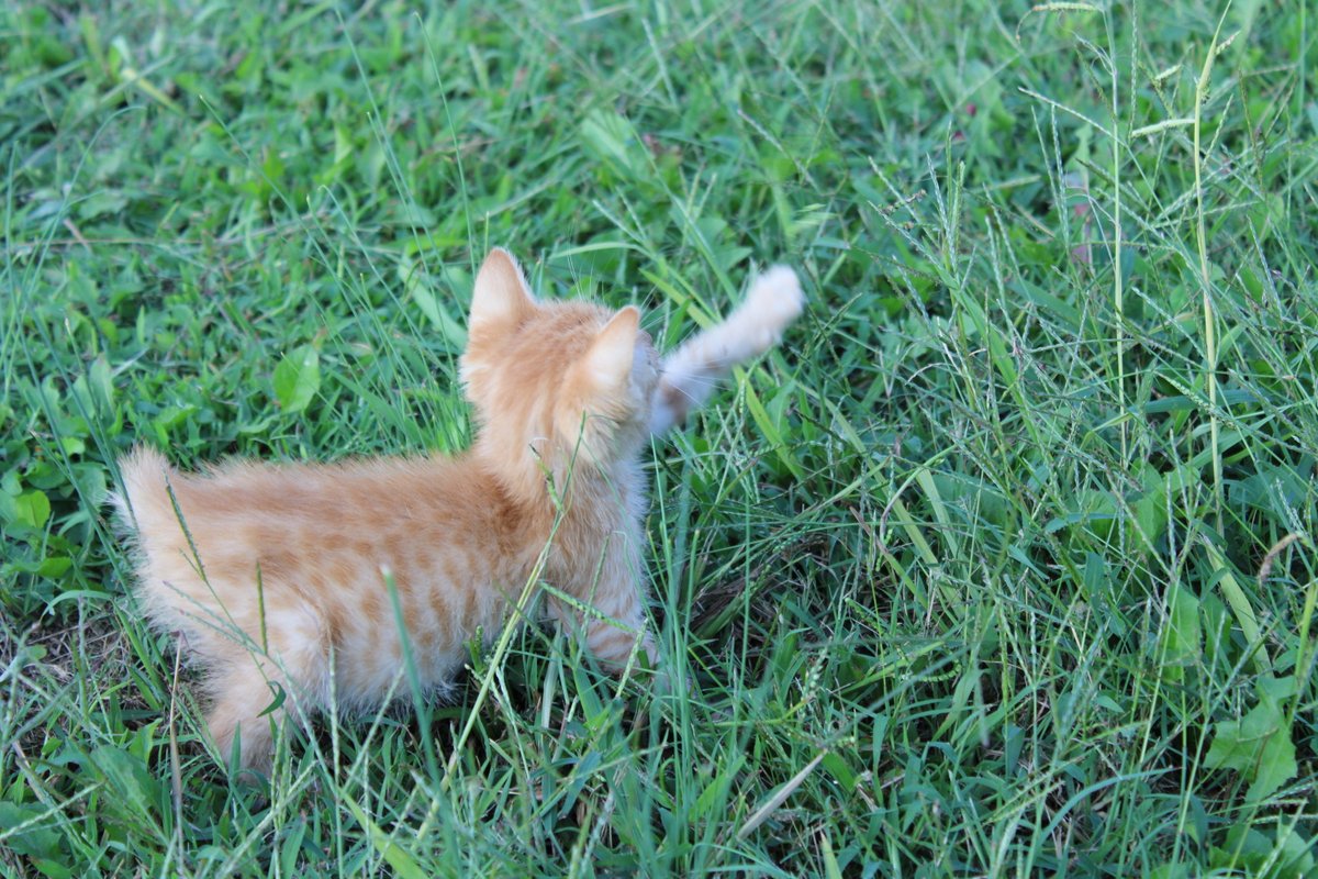 Wiggle explored the tall grass.