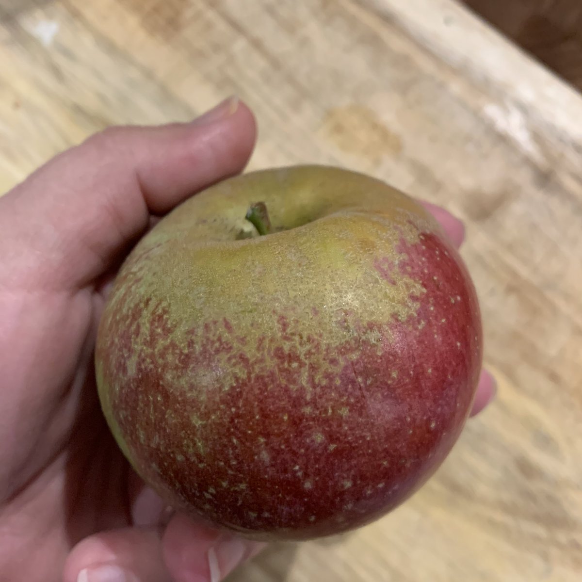 Blue Permian, New England 1800s. This apple has a thick russeted skin and VERY dry flesh. It’s kinda bitter. It’s like this face  made into a fruit. Honestly I dislike this apple a LOT, could not eat much, however the description of it here is so good, I’m gonna give it a 2/10.