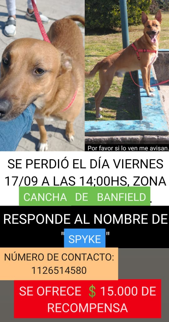 Estoy muy triste quiero volver a ver a mi perro , ofrezco 15 mil de recompensa al que lo encuentre o lo tenga PORFAVOR 
Rt 

Zona sur/banfield proximidad con lomas quizás temperley no sé donde puede estar a esta altura.