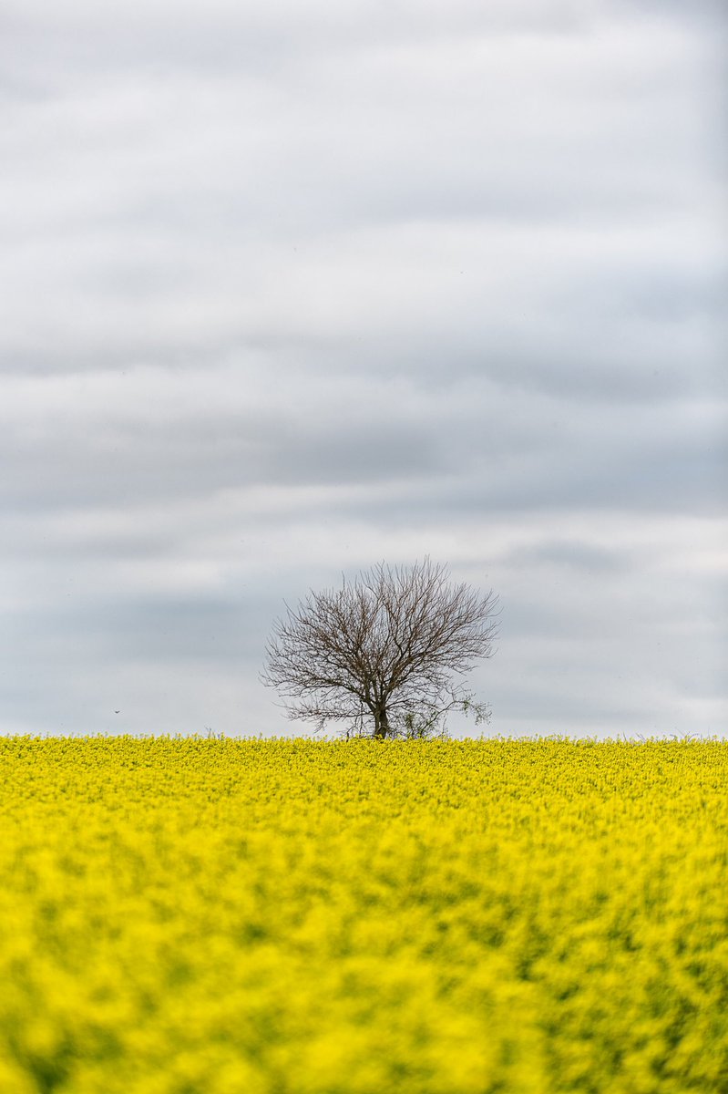 igastambide's tweet photo. Estos campos son muy fotogénicos, en esta no ayudo mucho el cielo, pero creo que igualmente hizo lo suyo para darle cierto minimalismo a la fotografía. https://t.co/M6VLExsDyY