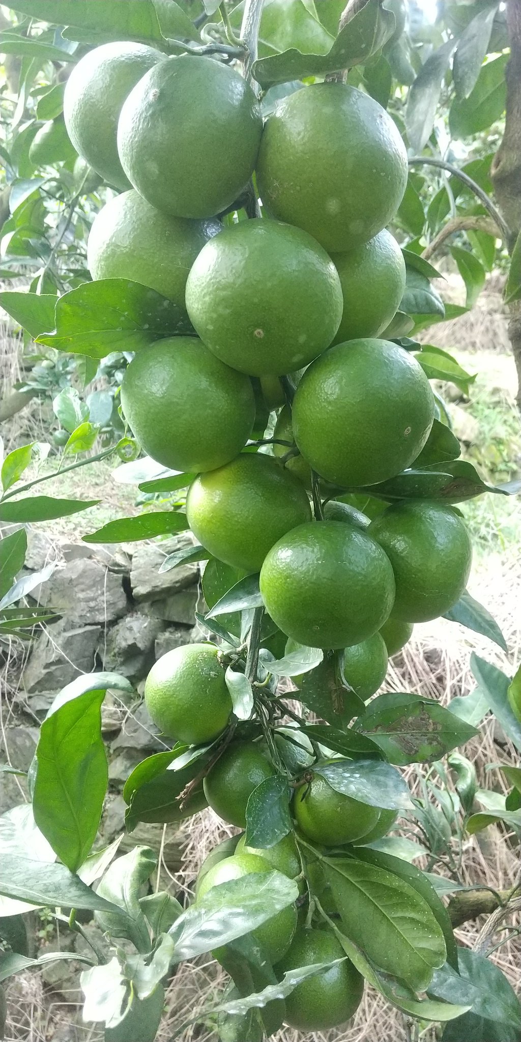 トン 雨ざらし グレープフルーツはグレープ ぶどう みたいに木になってるからグレープフルーツなんだよ って言うの時々見るけど いやいや摘果せんかったらそこら辺のみかんも十分グレープフルーツですがな って思う T Co Dvjzc6klou