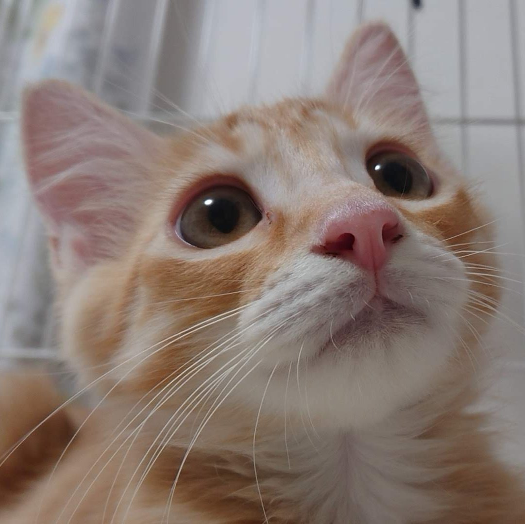茶トラ猫つな丸 Chatoratunamaru Twitter 茶トラ猫つな丸 Chatoratunamaru Twitter