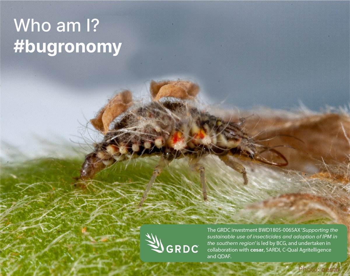 BCG_Birchip's tweet photo. It's the final week of the #bugronomy quiz. How well do you know your pest and beneficial species? Two questions per day (Mon-Thur), answers provided Friday.
Question 1 (week 2) Who am I? Answer in the poll below. @theGRDC @cesaraustralia @PestFactsSARDI https://t.co/KUJ08jty0S