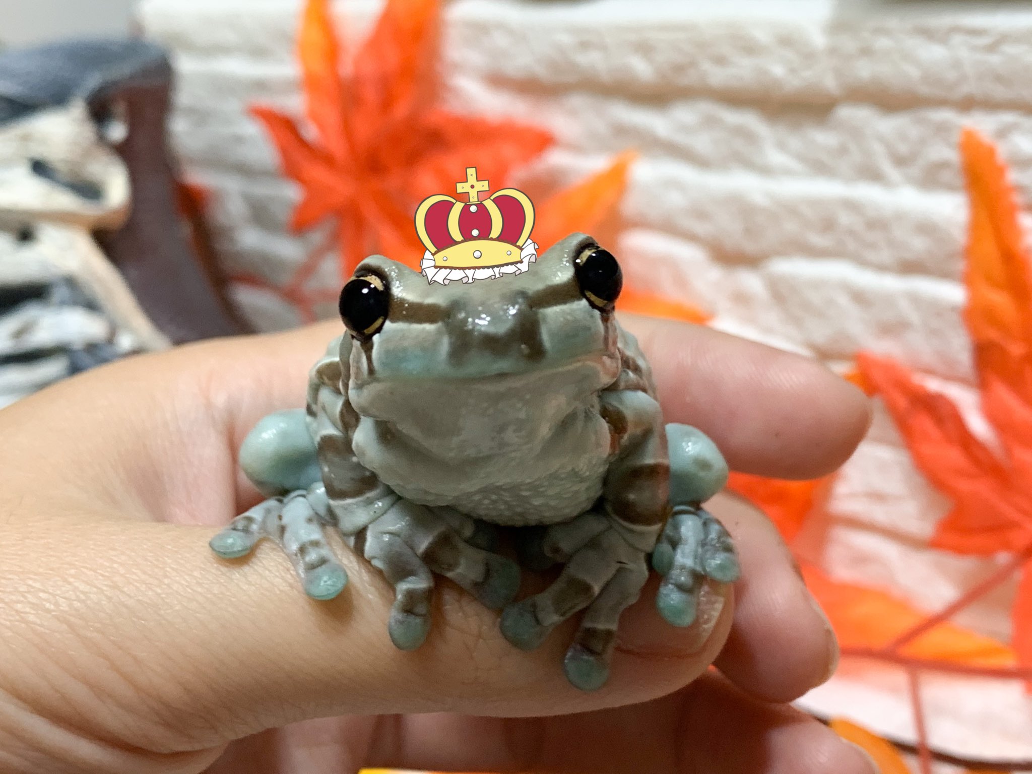 ぴよ カエルと暮らす こういう王冠のせてみたりしたいんだけどちょうどいいサイズがどこに売ってるかわかんないから自分で描いたやつのせた 可愛い T Co Mgu2zrwgox Twitter