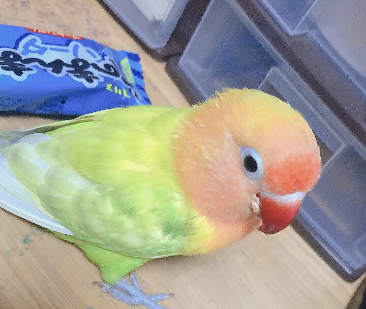 ホビポロ ホビとおしり ボタンインコ ヤマブキボタンインコ インコ好きさんと繋がりたい インコ