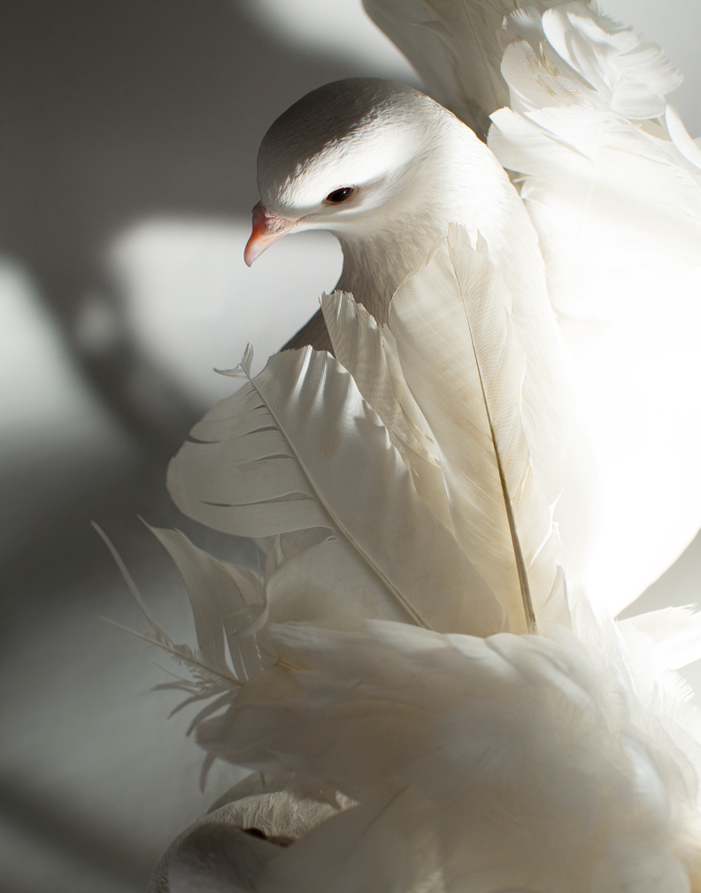 Wild Bird Fund on Twitter: Wild Bird Fund on Twitter: