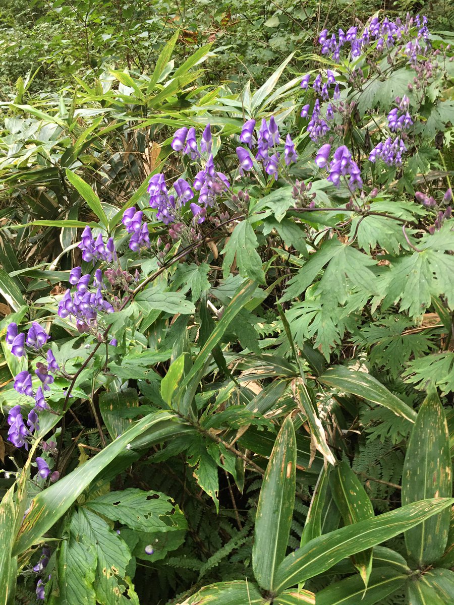 こみくママ様 お早う御座います 山鳥兜 山野草 キンポウゲ科トリカブト属 別名 カブト菊 特徴有る変わった構造の 花 崖から垂れ下がり見事に咲いている