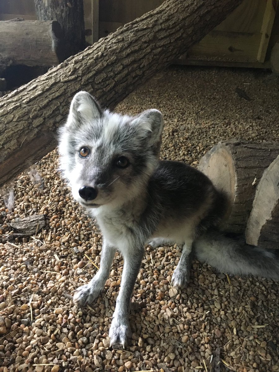 For example, my place of work has an Ambassador Arctic Fox. We’re in Virginia - these aren’t native animals - so why do we have her?Because someone had her as a pet, illegally, & then had to surrender her.