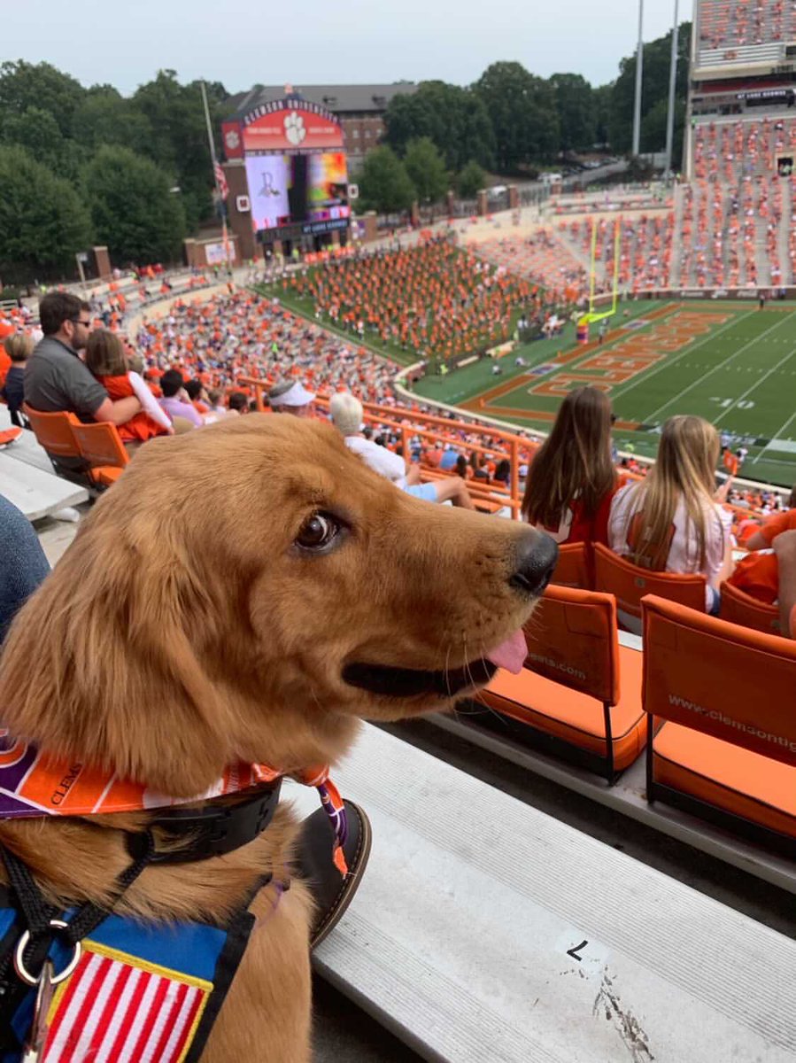 OldRowPups's tweet photo. Every empty seat should be filled by dogs this season, change my mind https://t.co/vpNBWzDjXU
