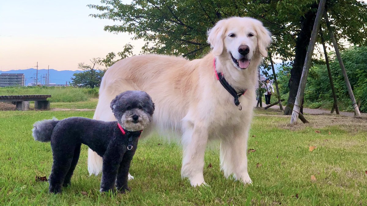 吉井 大きい犬はゴールデンレトリーバー で小さい犬はトイプードルです