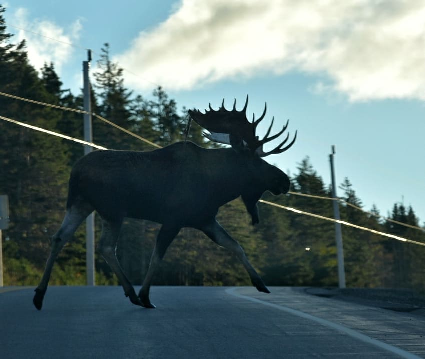 Hey! That's me on that sign 😏 
This BIG guy was a sight to see on the drive to work this morning. Those antlers.. Wow!!
#CapeBreton #capebretonadventure #visitcapebreton #visitnovascotia #ExploreCanada #imagesofcanada  #parkscanada #novascotia #canada #moose