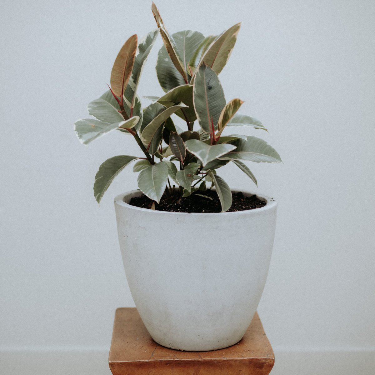 rahvsid's tweet photo. As you all know covid has made those without stable jobs extremely hard. My dad lost his job and decided to pursue his passion in modern handmade planters. If you’re local in OC, he’s doing FREE local delivery! Support our immigrant parents and let’s see what twitter can do! https://t.co/fEJGEtZVdc