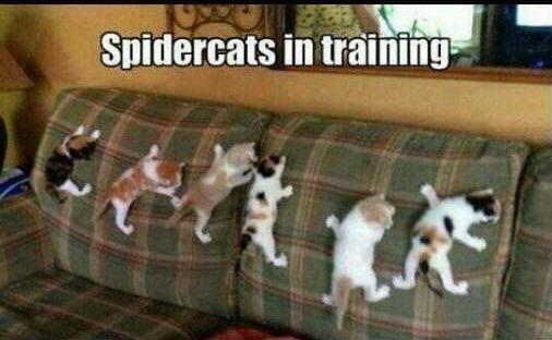 D Attenborough (@d_attenboroughs) on Twitter photo 