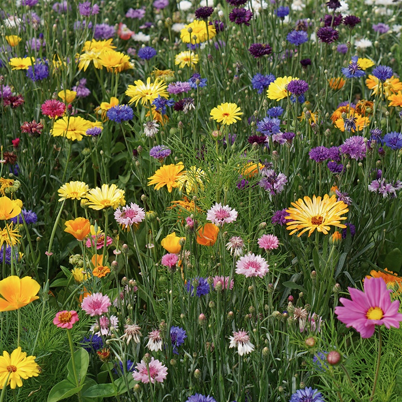 mrfothergill's tweet photo. Create an eye-catching display of nectar and pollen-rich flowers with our RHS Flowers For Wildlife Bright Mix. Flowers over a long period to attract and provide maximum benefit to a wide variety of visiting wildlife.

Sow outdoors from April! New for 2021:
https://t.co/PhIXhhWA00 https://t.co/FEEn37xEwd
