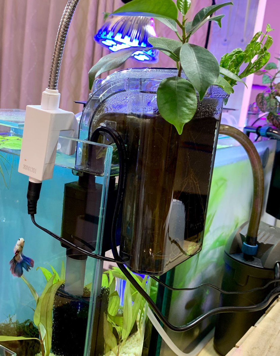 たま Aquarium はとむねぇさんの上では水耕栽培 ガジュマルはしっかり根がでるから大好き ヒポエステスの 挿し木は根がでるだろうか アクアポニックス 水耕栽培 外掛フィルター たま Aquarium はとむねぇさんの上では水耕栽培 ガジュマルはしっかり根がでるから大好き ヒポエステスの 挿し木は根がでるだろうか アクアポニックス 水耕栽培 外掛フィルター