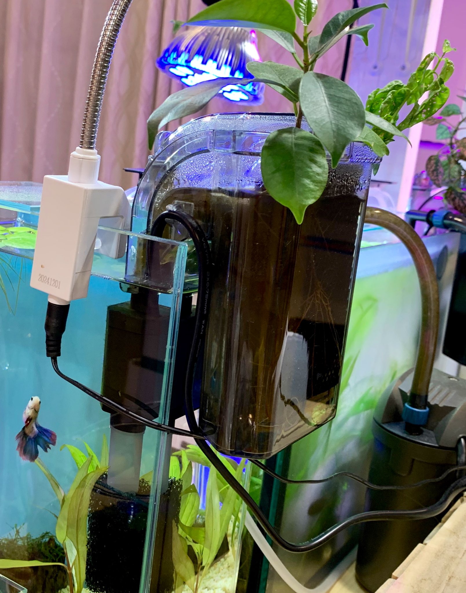 たま Aquarium はとむねぇさんの上では水耕栽培 ガジュマルはしっかり根がでるから大好き ヒポエステスの 挿し木は根がでるだろうか アクアポニックス 水耕栽培 外掛フィルター T Co Gcsejkx1zb Twitter