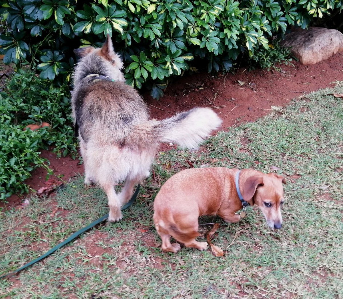 ladydebidebz1's tweet photo. Met up with Samba, an old park-buddy from the old days...
MontyMinx was delighted to do nose-to-tail greetings... & even Miss MaddieMops behaved...
So cute...
🐾🥰🐾🥰🐾
#PawPatrol
#OldBuds https://t.co/ERTQb00tAL