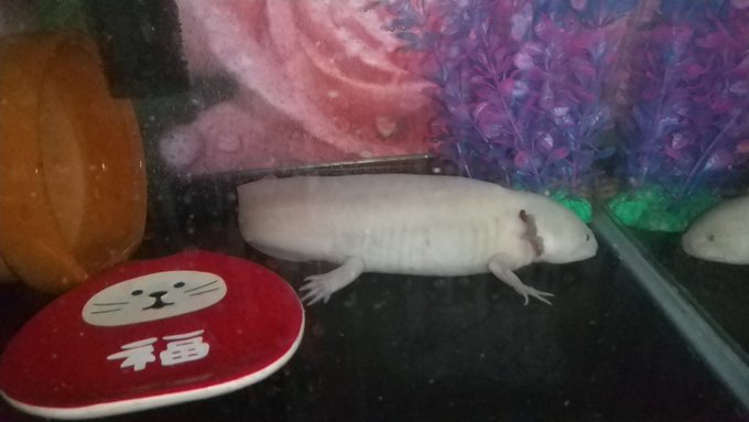 ウーパールーパー の評価や評判 感想など みんなの反応を1日ごとにまとめて紹介 ついラン